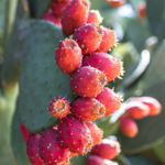 Desert to Dish: A Sonoran Food Cooking Demonstration - logo